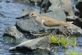 Brodziec piskliwy - Actitis hypoleucos - Common Sandpiper