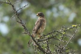 Myszołap rdzawoskrzydły - Butastur rufipennis - Grasshopper Buzzard