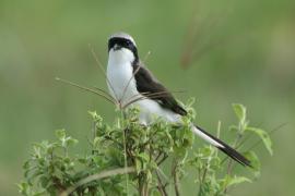 Dzierzba srokoszowata - Lanius excubitoroides - Grey-backed Fiscal