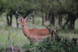 Impala.