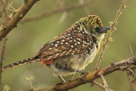 Brodal ciemnodzioby - Trachyphonus darnaudii usambiro - Usambiro Barbet