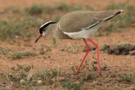 Czajka koroniasta - Vanellus coronatus - Crowned Lapwing