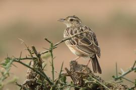 Skowrończyk kusy - Spizocorys fremantlii - Short-tailed Lark