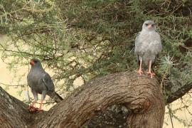 Jastrzębiak ciemny - Melierax metabates - Dark Chanting Goshawk