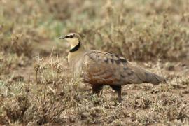 Stepówka brunatnobrzucha - Pterocles exustus - Chestnut-bellied Sandgrouse