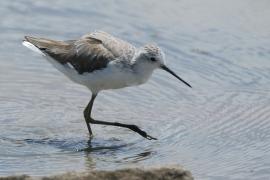 Brodziec pławny - Tringa stagnatilis - Marsh Sandpiper