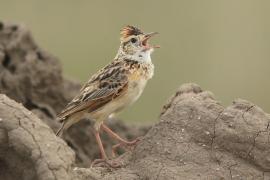 Skowroniec sawannowy - Mirafra africana - Rufous-naped Lark