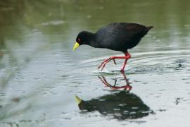 Kureczka czarna - Zapornia flavirostra - Black Crake