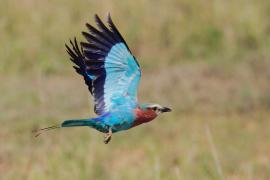 Kraska liliowopierśna - Coracias caudatus - Lilac-breasted Roller