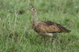 Dropik czarnobrzuchy - Lissotis melanogaster - Black-bellied Bustard