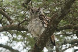 Puchacz mleczny - Bubo lacteus - Verreaux's Eagle Owl