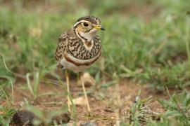 Nocobieg ozdobny - Rhinoptilus cinctus - Three-banded Courser