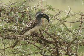 Toko nosaty - Lophoceros nasutus - African Grey Hornbill