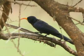 Czarnodudek czerwonodzioby - Rhinopomastus minor - Abyssinian Scimitarbill