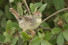 Chwastówka rechocząca - Cisticola chiniana - Rattling Cisticola