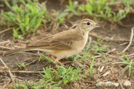 Świergotek gładki - Corydalla leucophrys - Plain-backed Pipit