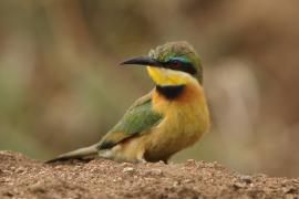 Żołna mała - Merops pusillus - Little Bee-eater