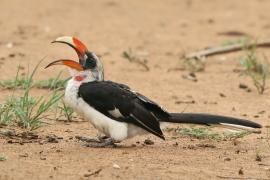 Toko czarnoskrzydły - Tockus deckeni - Von der Decken's Hornbill