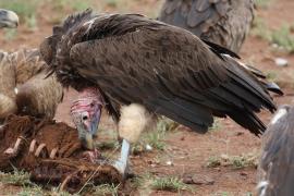 Sęp uszaty - Torgos tracheliotos - Lappet-faced Vulture