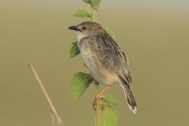 Chwastówka bladogłowa - Cisticola brunnescens - Pectoral-patch Cisticola