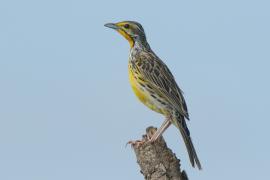 Szponnik żółtogardły - Macronyx croceus - Yellow-throated Longclaw