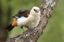 Bawolik białogłowy - Dinemellia dinemelli - White-headed Buffalo Weaver