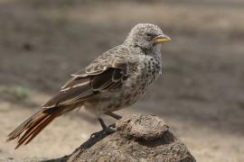 Tymal maskowy - Turdoides sharpei - Sharpe's Babbler