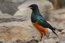 Błyszczak rudobrzuchy - Lamprotornis superbus - Superb Starling