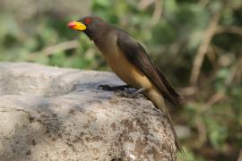 Bąkojad żółtodzioby - Buphagus africanus - Yellow-billed Oxpecker