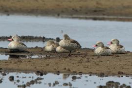 Cyraneczka płowa - Anas capensis - Cape Teal