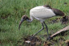 Ibis czczony - Threskiornis aethiopicus - Sacred Ibis