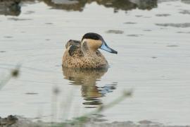 Srebrzanka hotentocka - Anas hottentota - Hottentot Teal