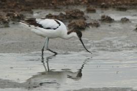 Szablodziób - Recurvirostra avosetta - Pied Avocet