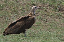 Sęp brunatny - Necrosyrtes monachus - Hooded Vulture