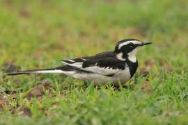 Pliszka srokata - Motacilla aguimp - African Wagtail