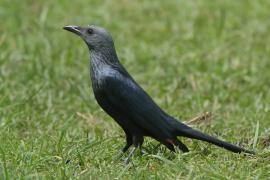 Czarnotek rudoskrzydły - Onychognathus morio - Red-winged Starling