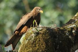 Kania egipska - Milvus migrans aegyptius - Yellow-billed Kite