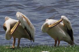 Pelikan różowy - Pelecanus onocrotalus - Great White Pelican