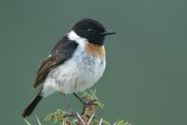 Kląskawka afrykańska - Saxicola torquatus - African Stonechat