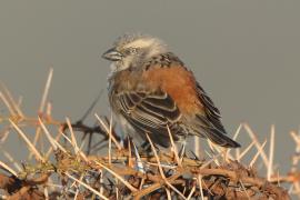 Wróbel rdzawobrewy - Passer rufocinctus - Kenya Rufous Sparrow