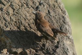 Smolarek brunatny - Myrmecocichla aethiops - Northern Anteater-Chat