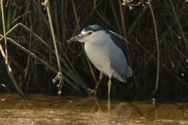 Ślepowron - Nycticorax nycticorax - Black-crowned Night-Heron