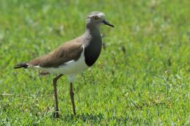 Czajka czarnoskrzydła - Vanellus melanopterus - Black-winged Lapwing