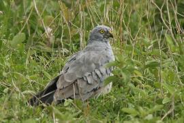 Błotniak łąkowy - Circus pygargus - Montagu's Harrier