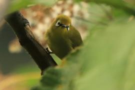 Szlarnik białooki - Zosterops poliogastrus - Broad-ringed White-eye