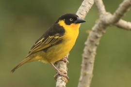 Wikłacz złotoczelny - Malimbus baglafecht - Baglafecht Weaver