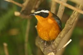 Złotokos białobrewy - Cossypha heuglini - White-browed Robin-Chat