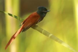 Muchodławka wspaniała - Terpsiphone viridis - African Paradise-flycatcher