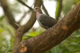 Synogarlica popielata - Streptopelia capicola - Ring-necked Dove