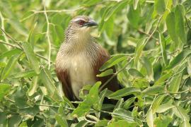 Kukal białobrewy - Centropus superciliosus - White-browed Coucal